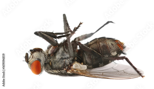 Foto Dead large house flies isolated on white background, clipping