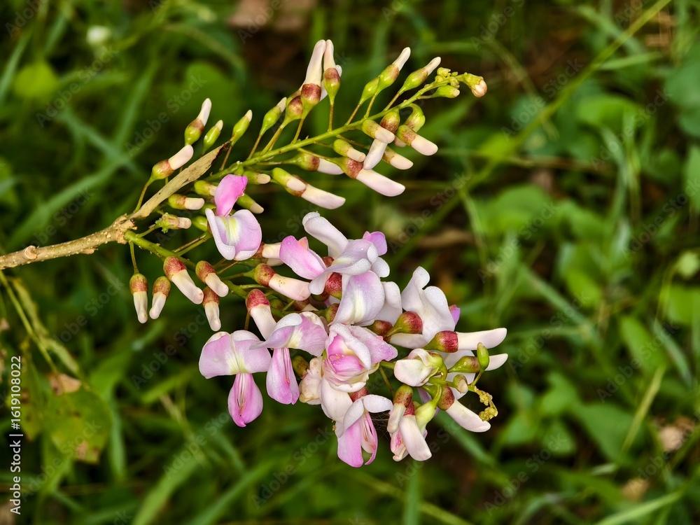 Obraz premium beautiful gamal flowers in the morning