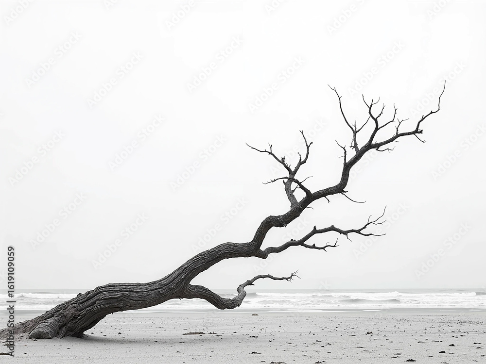 Obraz premium Old tree on the ocean beach and black-white