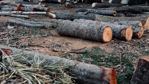 stack of firewood