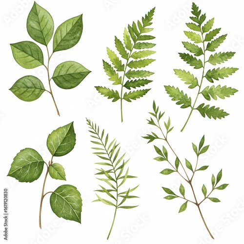 Watercolor green leaves and ferns isolated on white background