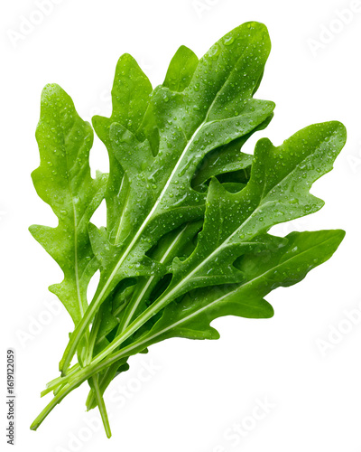 Fresh Green Rucola Leaves Water Droplets Healthy Food,