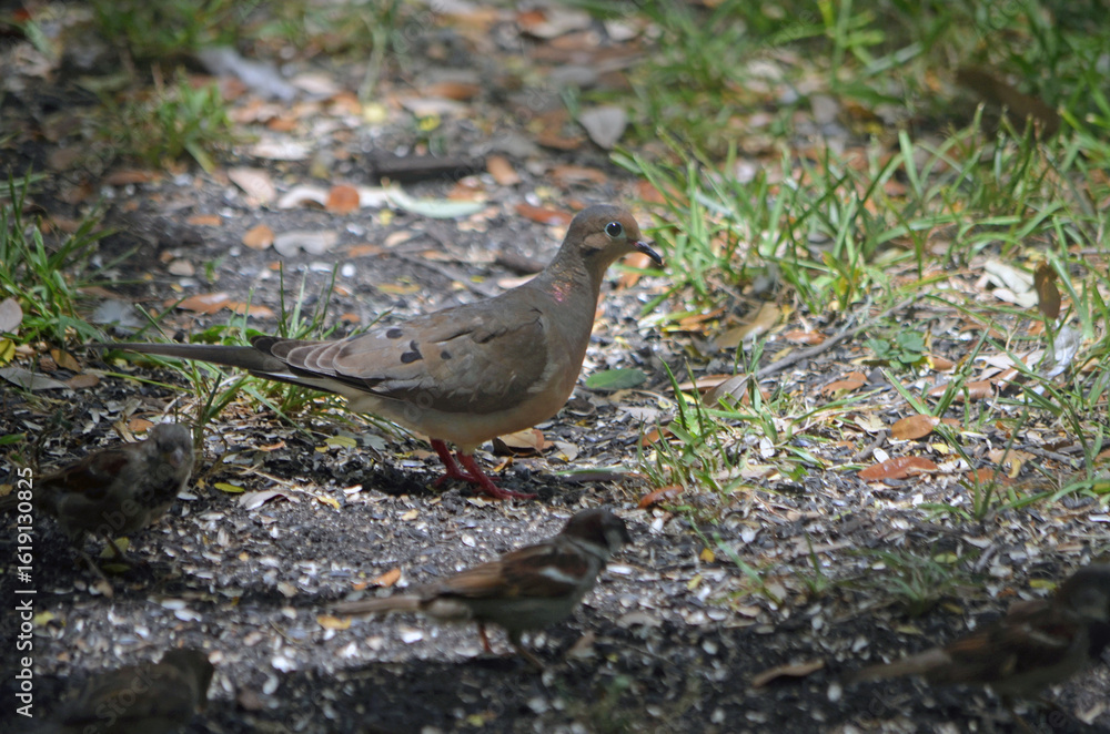 Fototapeta premium Mourning Dove and a Small Sparrowforaaging the ground for bird feed.
