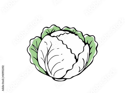 cabbage isolated on white background