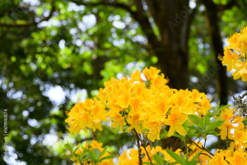 Vibrant yellow flowers blooming on an azaleas bush in woodland garden, Northwest native plant growing in Washington Park Arboretum, spring botanical garden in Seattle
