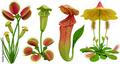 Diverse carnivorous plants showcase captivating predatory adaptations with varying shapes and colors