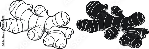 Two hand drawn illustrations of ginger root one in black and white
