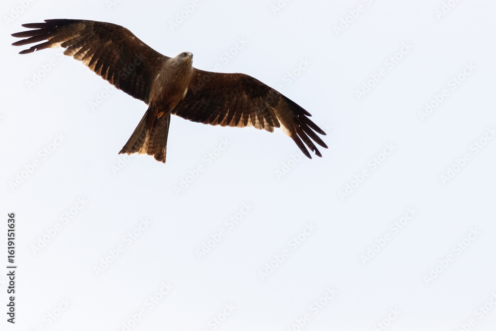 Obraz premium Planeando de frente un Milano negro 