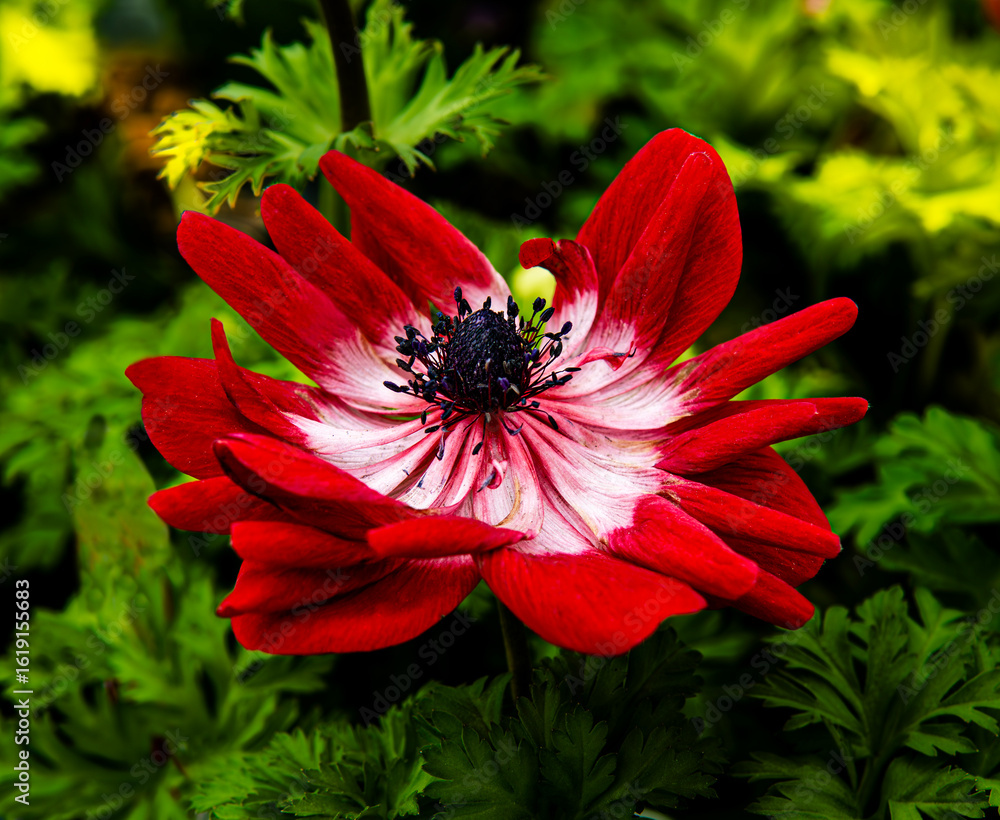 Red and white garden flower. Red and white garden flower.