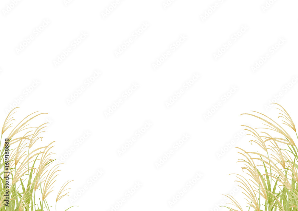 Fototapeta premium 水彩で描いたススキのイラスト