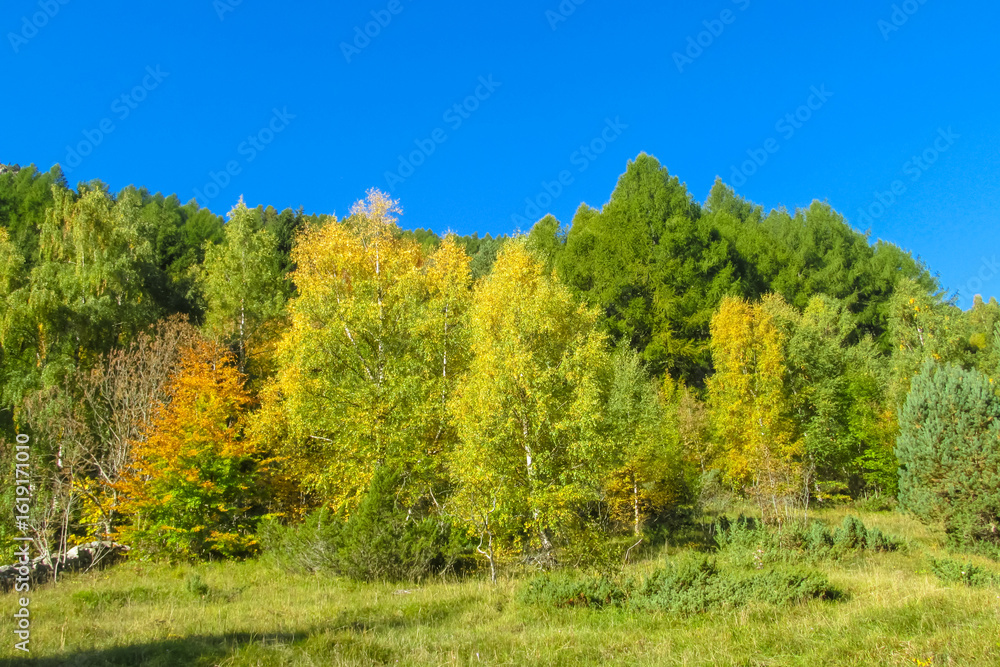Fototapeta premium Autumn forest trees in Pyrenees mountains colorful foliage, mountain landscape, and natural scenery. Seasonal nature yellow leaves. Area for hiking, tourism, and photography of vibrant woodland views