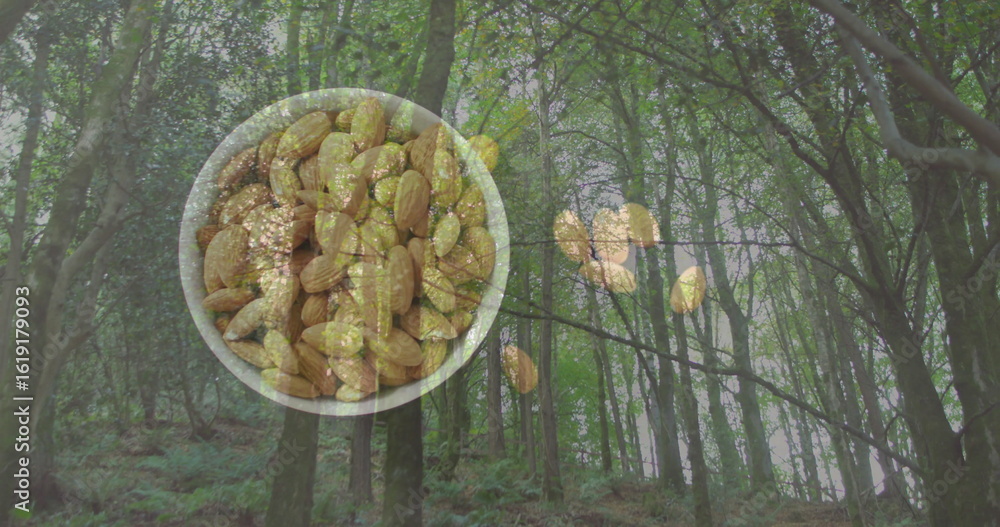 Fototapeta premium Floating transparent bowl holding raw almonds in deciduous forest, with drifting shelled almonds