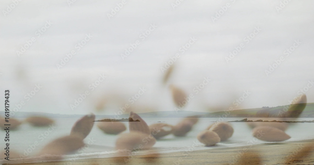 Naklejka premium Featuring blurred seed heads swaying at sandy beach, framing calm sea and distant headlands