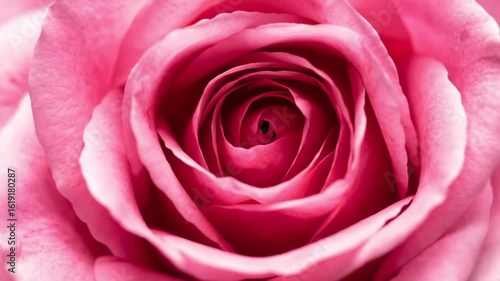 Wallpaper Mural Close-up of a pink rose Torontodigital.ca