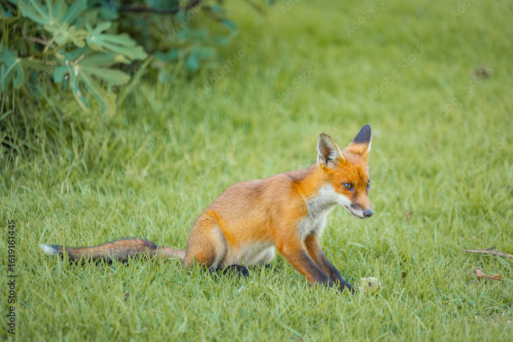 Fototapeta premium A European Red Fox in a rural Australian backyard