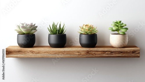 Wallpaper Mural Four succulents in small pots sit on a rustic wooden shelf against a white wall.  The pots are dark gray/black, except one off-white one Torontodigital.ca