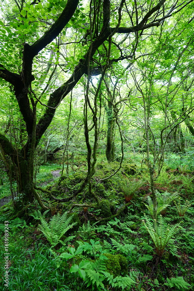 Fototapeta premium spring path through mossy rocks and old trees