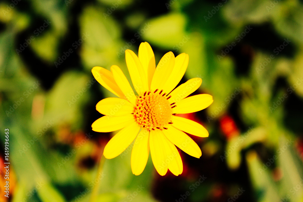 Yellow Flower on Green Background Yellow Flower on Green Background