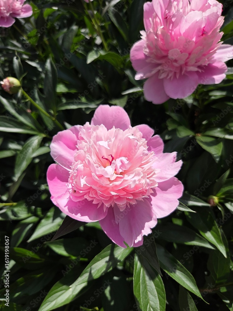 Obraz premium pink peony flower