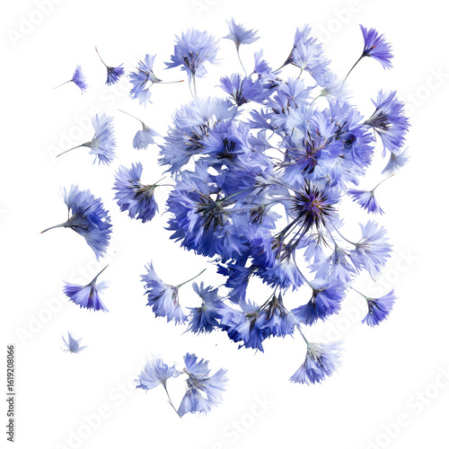 Light Blue Flowers in a Cluster