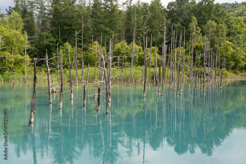 白骨木が映える池