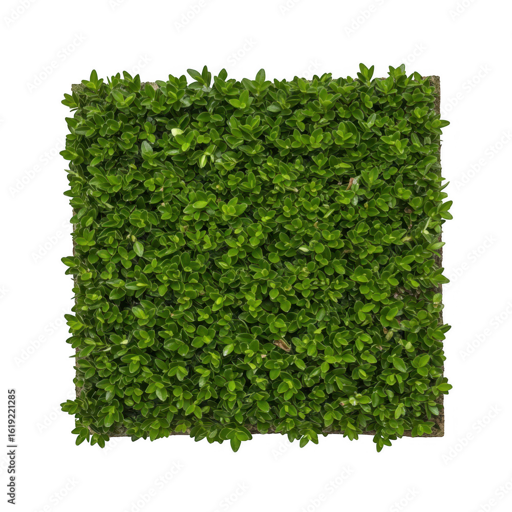 Obraz premium A square green hedge isolated on transparent background
