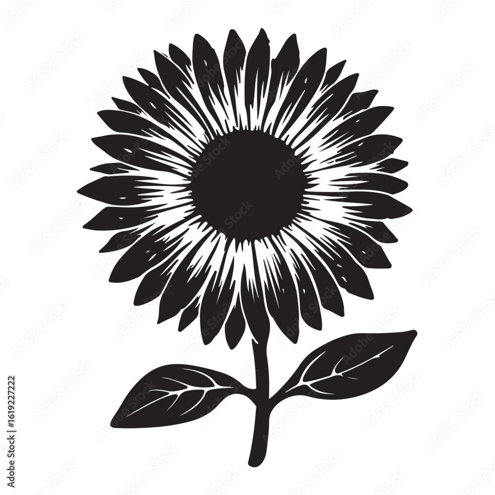 Fototapeta premium Black sunflower with leaves and stem white petals