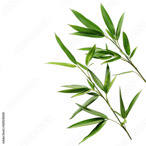 Vibrant green bamboo leaves in a cluster, set against a dark background.  Sharp, elongated leaves arranged on stems, creating a natural organic composition