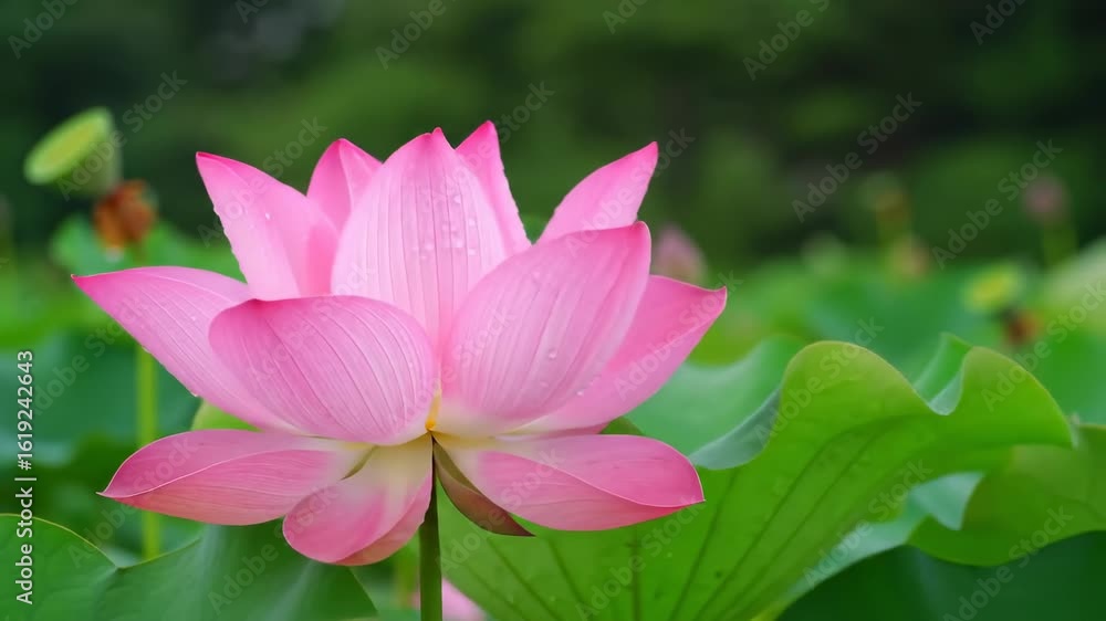 Delicate Pink Lotus Blossom Delicate Pink Lotus Blossom