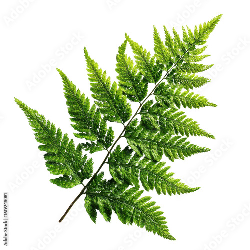 A single, vibrant green fern frond isolated on a black background., clip art illustration