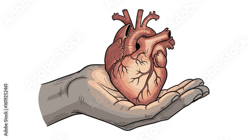 Anatomical heart in hand illustration for medical design and healthcare concept