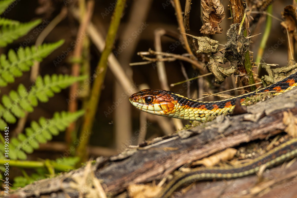 Fototapeta premium Garter snake close-up showing vivid scales (red, orange, green) in natural forest setting. Wildlife, reptile, nature photography.