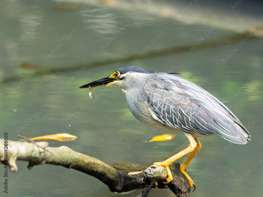 Fototapeta premium A Striated Heron perches on a branch over water, holding a small fish in its beak, showcasing its sharp hunting skills in a serene natural setting.