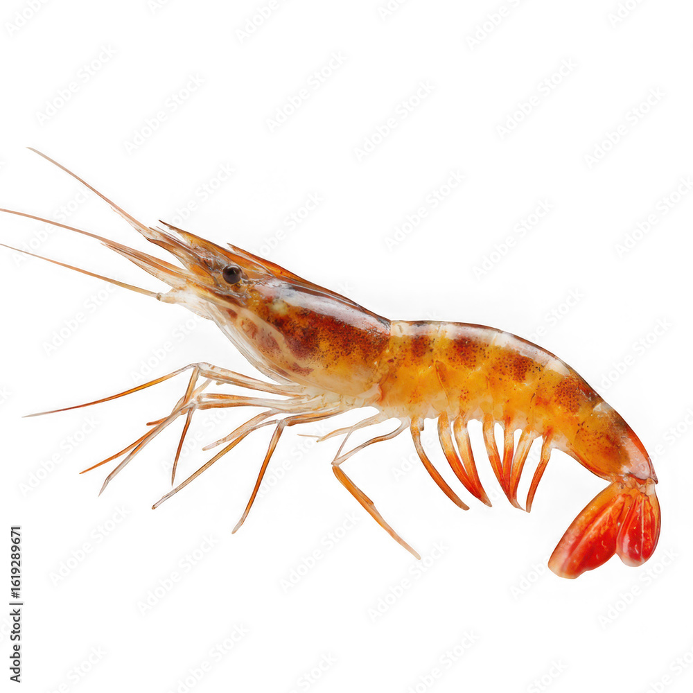 A single fresh shrimp displays its vibrant colors and delicate features against a white backdrop isolated on transparent background A single fresh shrimp displays its vibrant colors and delicate features against a white backdrop isolated on transparent background