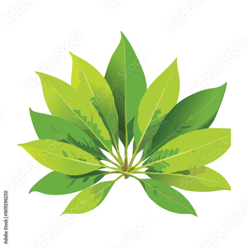 Lush Broad Green Leafy Foliage