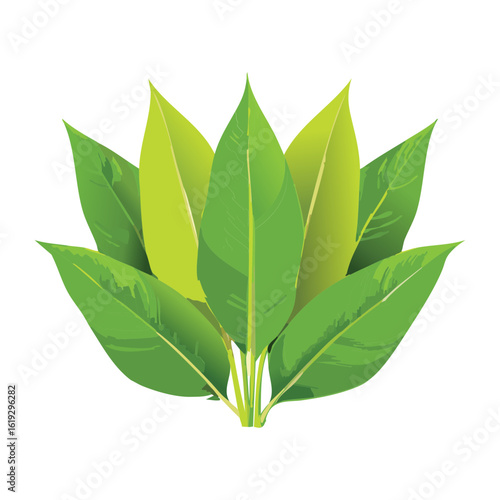 Lush Tropical Broad Green Leaves Plant