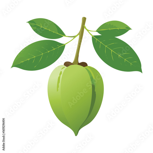 Ripening Green Fruit Branch Illustration