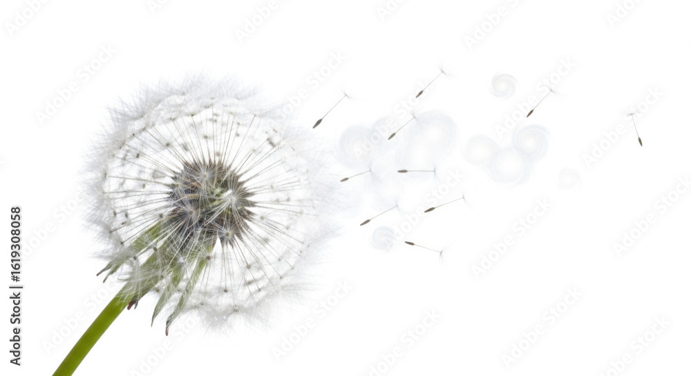 Fototapeta premium dandelion isolated on white background