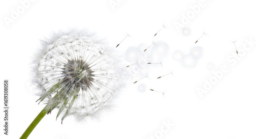 dandelion isolated on white background