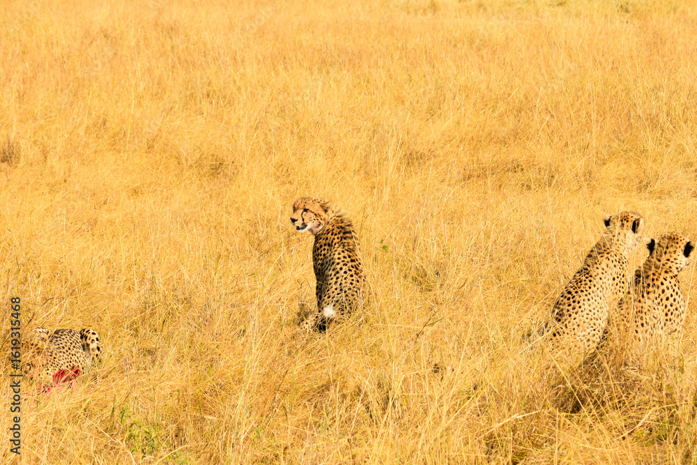 Naklejka premium Cheetahs hunt prey in tall golden grass