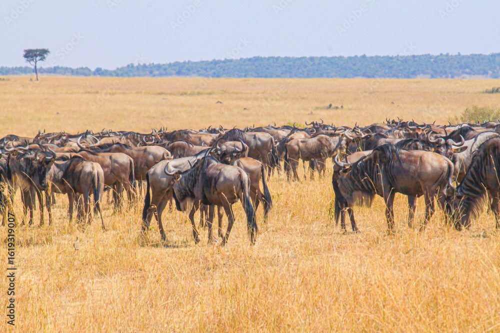 Fototapeta premium Wildebeest herds roam golden African plains.
