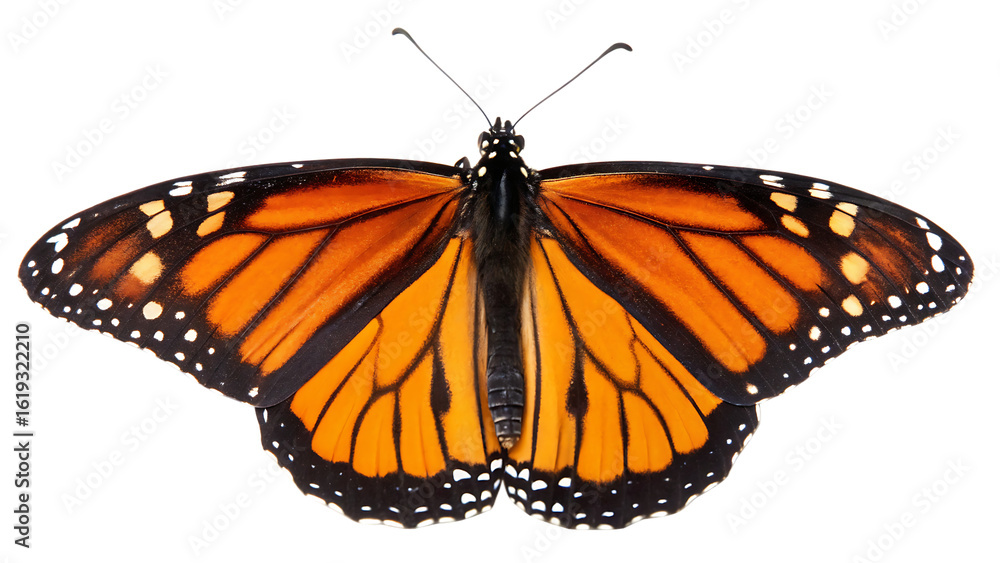 Obraz premium Beautiful monarch butterfly isolated on white background PNG. AI GENERATED.