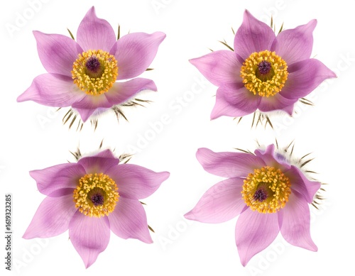 Four close-up images of delicate, pink flowers
