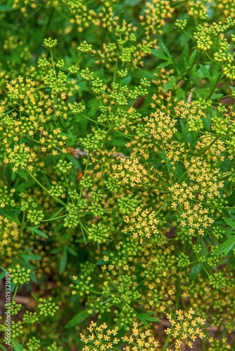 Ground elder buds ready to blossom in a spring meadow