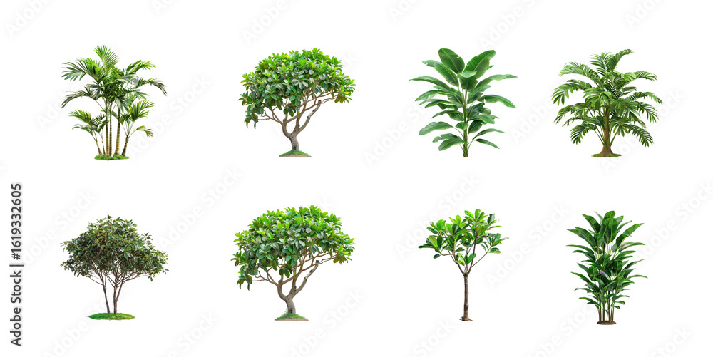 Fototapeta premium Collection of tropical jungle plant bush shrub tree plant side view isolate on transparency background