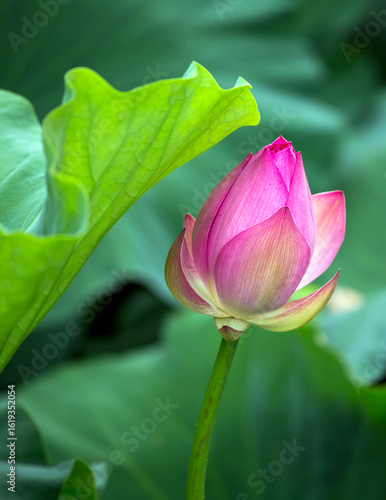 Lotus Flower Bud Poised To Bloom In Tranquil Pond Nature Photography