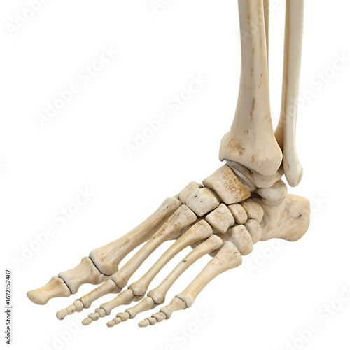 Human Foot and Ankle Bones Detailed Anatomy Closeup
