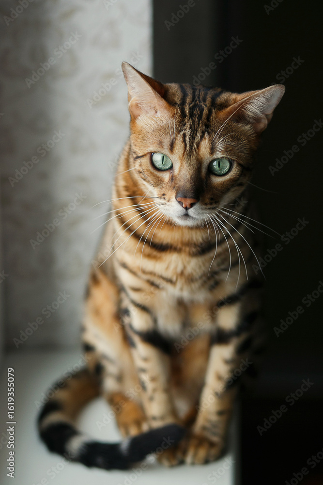 Fototapeta premium bengal cat brown spotted purebreed on black and white