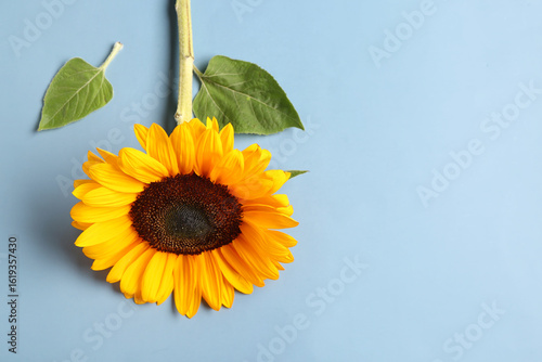 Beautiful sunflower on blue...
