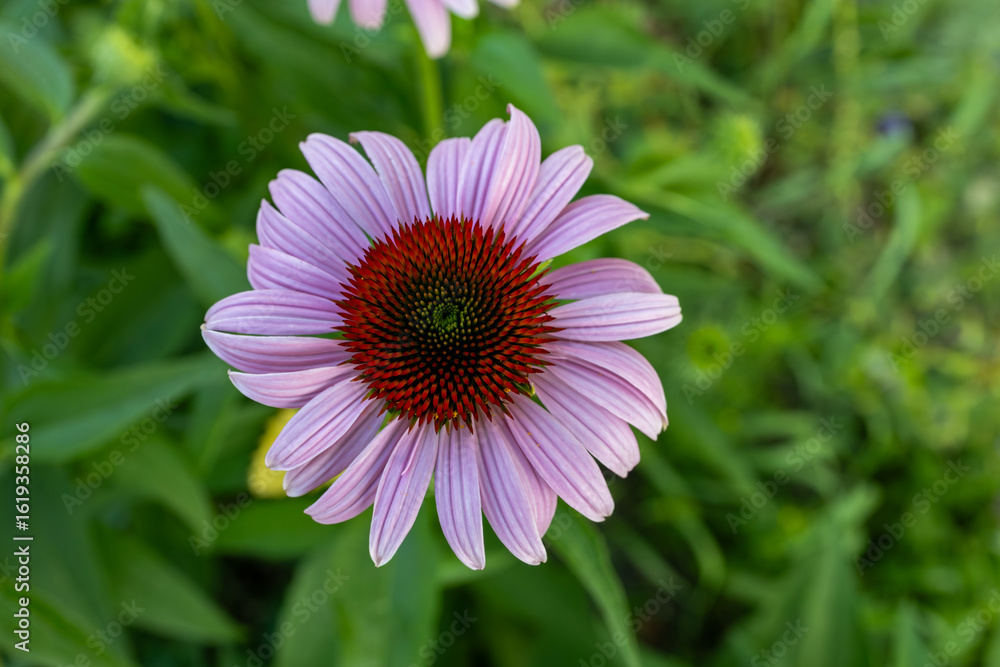 Fototapeta premium Full frame abstract texture background of a single blooming purple coneflower (echinacea purpurea) with defocused background